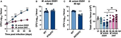 IFNγ and iNOS-Mediated Alterations in the Bone Marrow and Thymus and Its Impact on Mycobacterium avium-Induced Thymic Atrophy